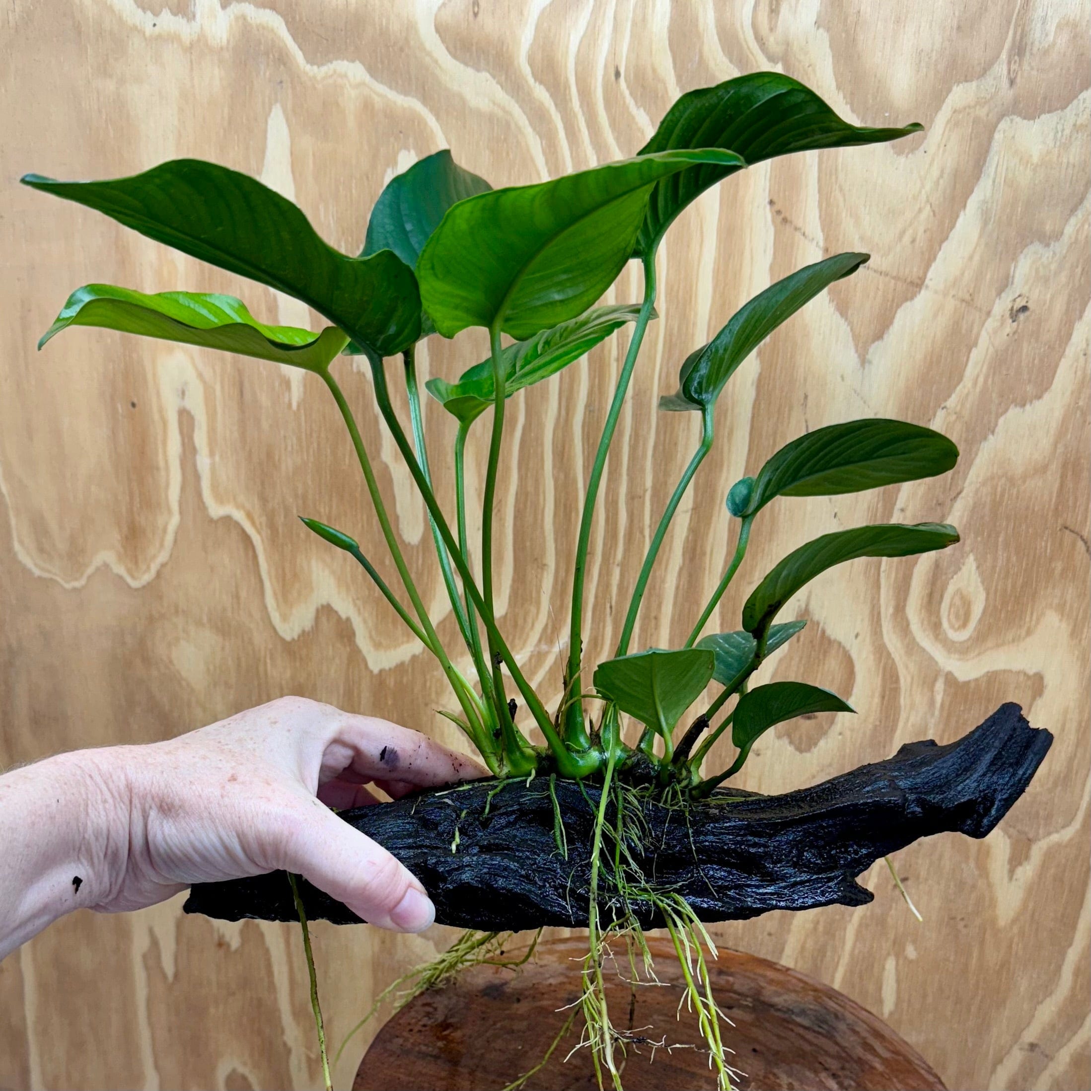 Scapeshop.com.au One Only Anubias 'Jenny' on Medium Driftwood Creation - One Only - Grace Anubias Jenny on Medium Driftwood - ONE ONLY - Scapeshop