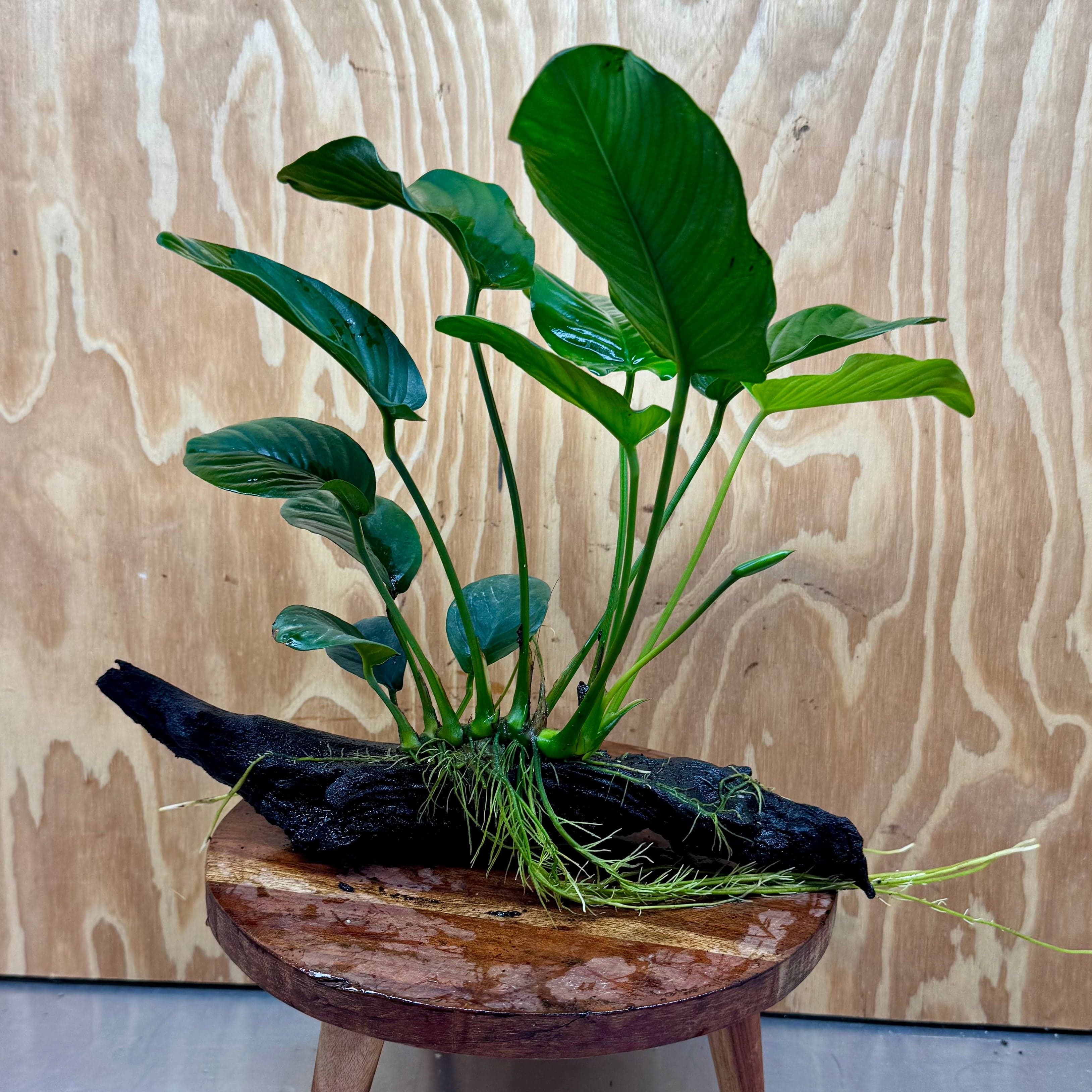 Scapeshop.com.au One Only Anubias 'Jenny' on Medium Driftwood Creation - One Only - Grace Anubias Jenny on Medium Driftwood - ONE ONLY - Scapeshop