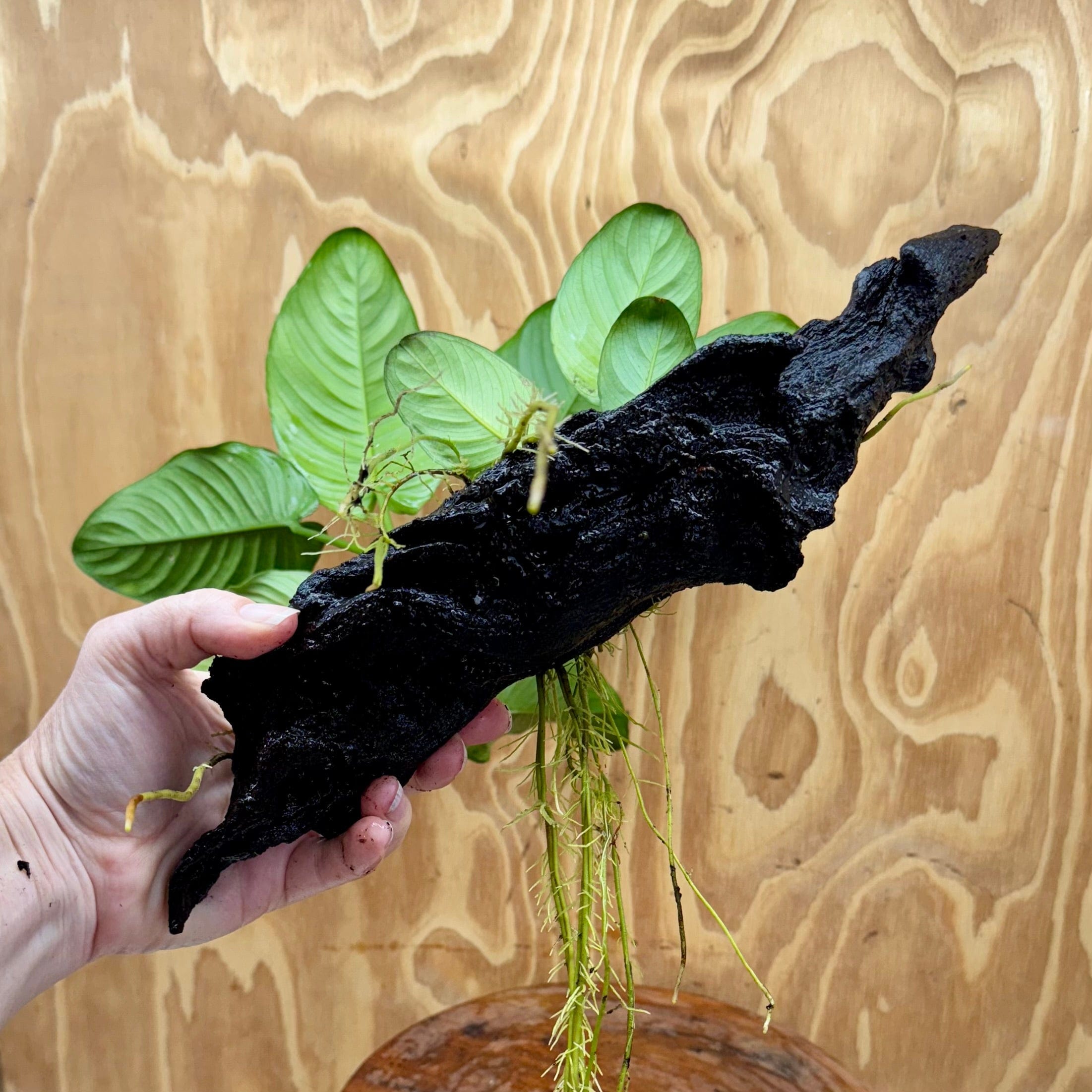 Scapeshop.com.au One Only Anubias 'Jenny' on Medium Driftwood Creation - One Only - Grace Anubias Jenny on Medium Driftwood - ONE ONLY - Scapeshop