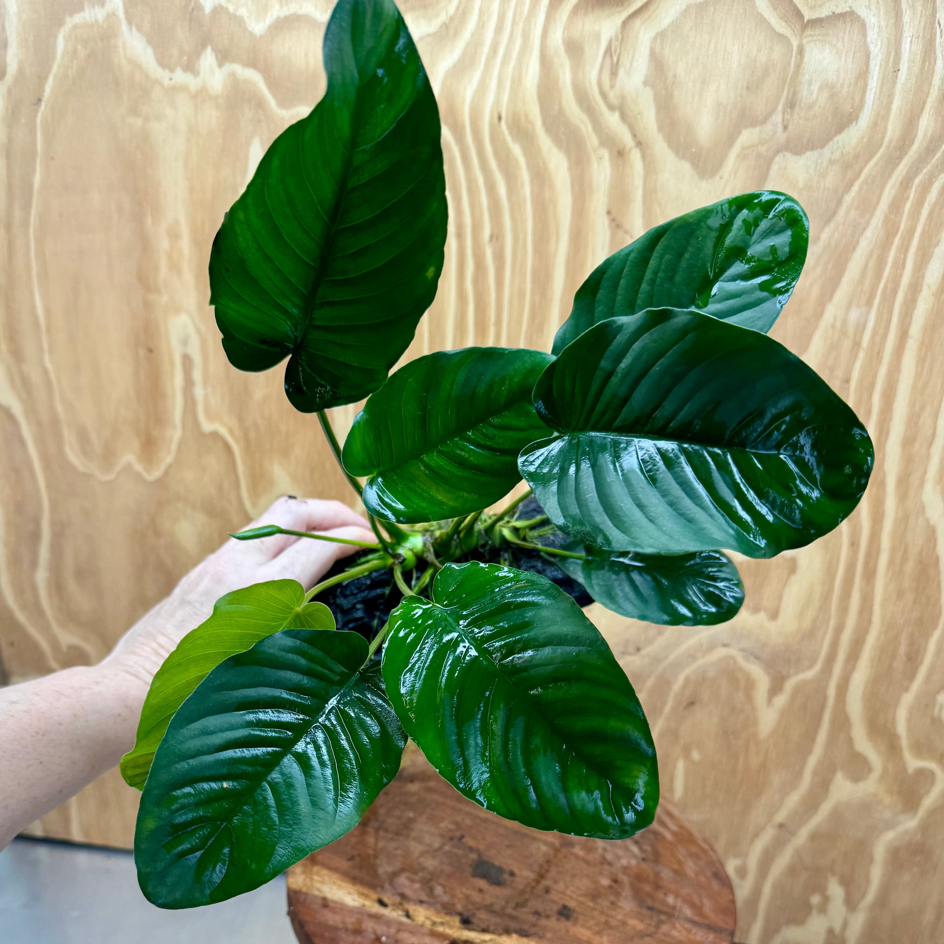 Scapeshop.com.au One Only Anubias 'Jenny' on Medium Driftwood Creation - One Only - Grace Anubias Jenny on Medium Driftwood - ONE ONLY - Scapeshop