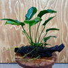 Scapeshop.com.au One Only Anubias 'Jenny' on Medium Driftwood Creation - One Only - Grace Anubias Jenny on Medium Driftwood - ONE ONLY - Scapeshop