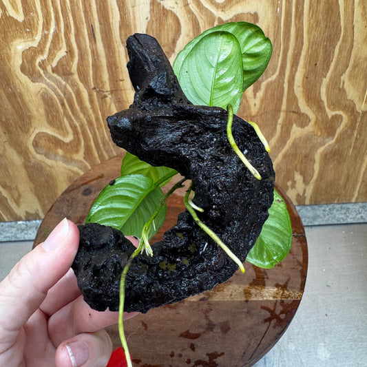 Pisces Enterprises One Only Anubias Jenny on Mini Driftwood Creation - One Only - Beautiful Anubias Jenny on Mini Driftwood Creation - One Only - Beautiful