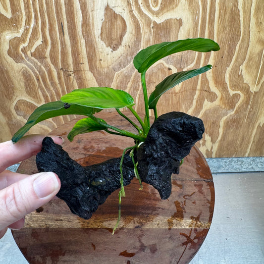 Pisces Enterprises One Only Anubias Jenny on Mini Driftwood Creation - One Only - Beautiful Anubias Jenny on Mini Driftwood Creation - One Only - Beautiful