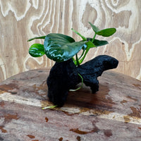 Pisces Enterprises One Only Anubias Jenny on Mini Driftwood Creation - One Only - Beautiful Anubias Jenny on Mini Driftwood Creation - One Only - Beautiful
