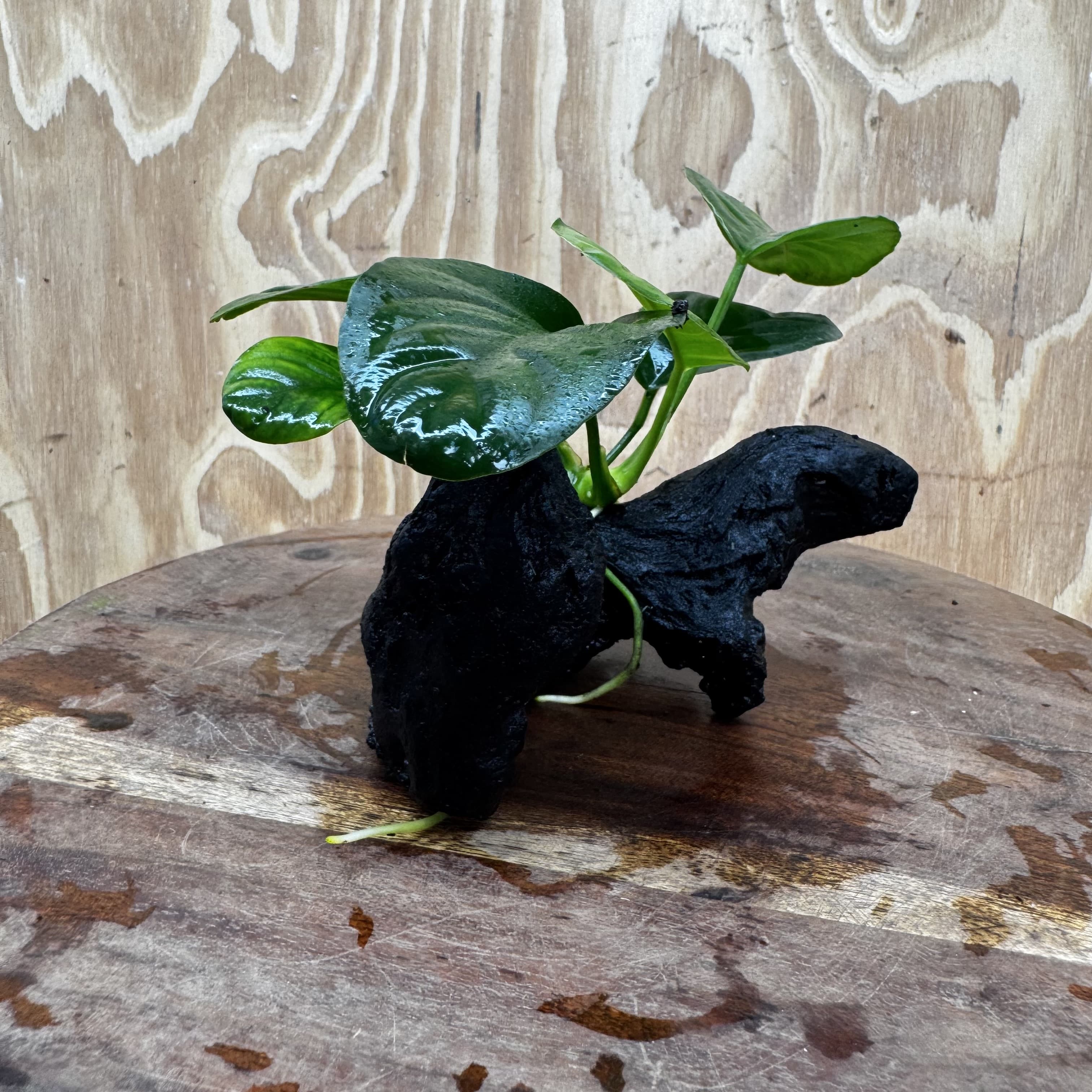 Pisces Enterprises One Only Anubias Jenny on Mini Driftwood Creation - One Only - Beautiful Anubias Jenny on Mini Driftwood Creation - One Only - Beautiful