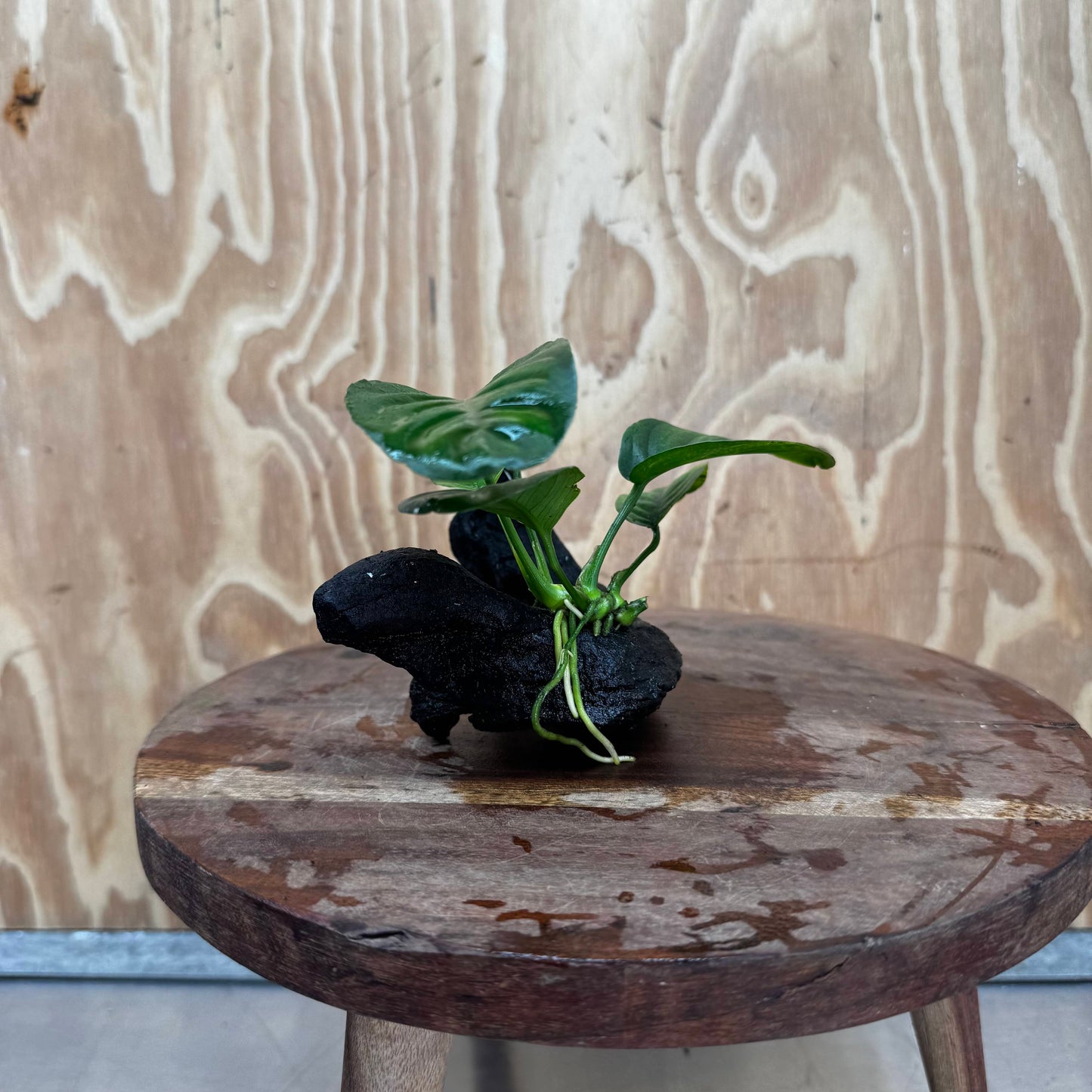 Pisces Enterprises One Only Anubias Jenny on Mini Driftwood Creation - One Only - Beautiful Anubias Jenny on Mini Driftwood Creation - One Only - Beautiful
