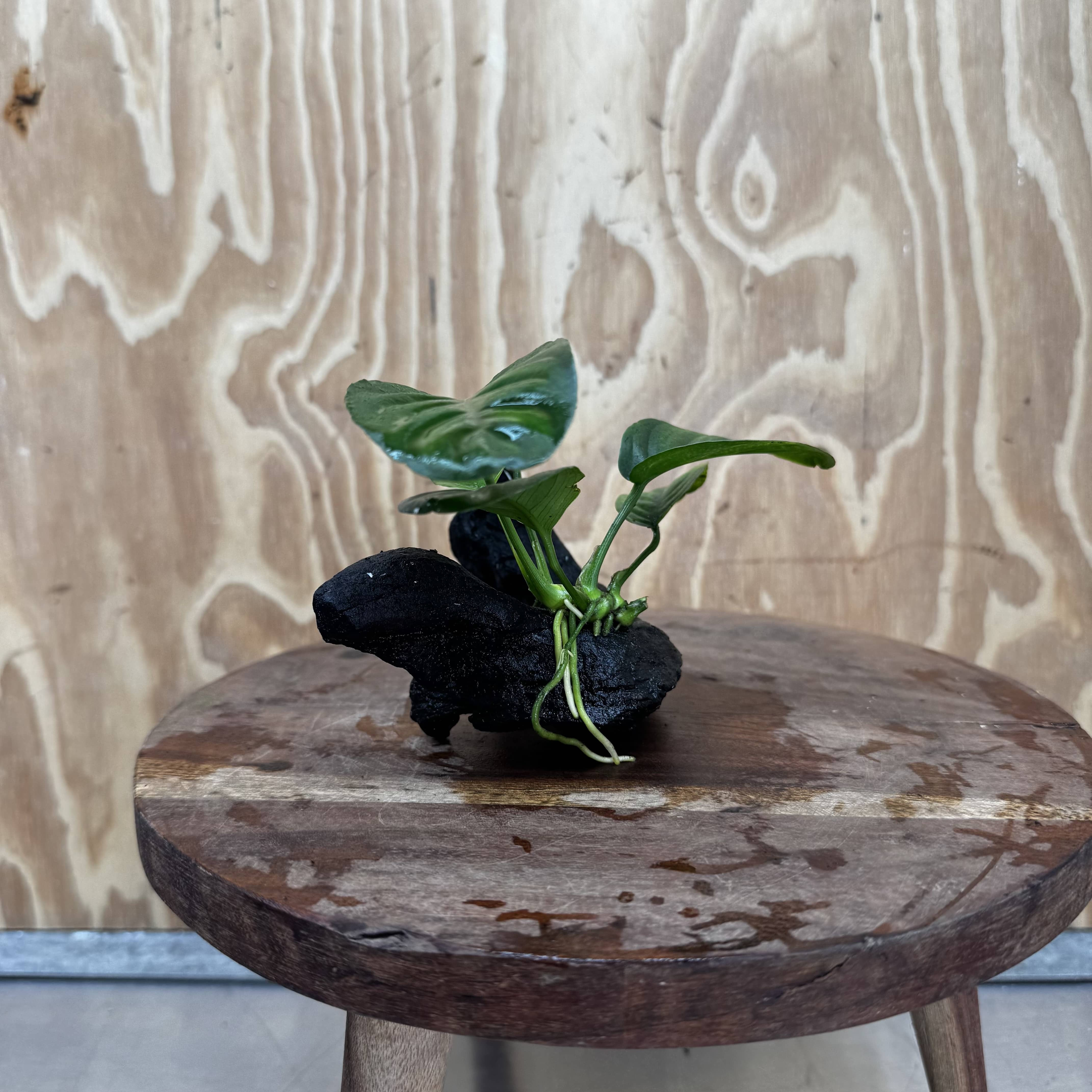 Pisces Enterprises One Only Anubias Jenny on Mini Driftwood Creation - One Only - Beautiful Anubias Jenny on Mini Driftwood Creation - One Only - Beautiful