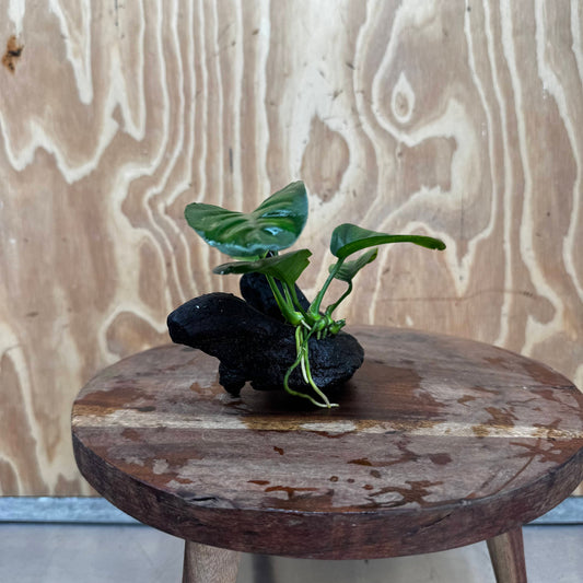 Pisces Enterprises One Only Anubias Jenny on Mini Driftwood Creation - One Only - Beautiful Anubias Jenny on Mini Driftwood Creation - One Only - Beautiful