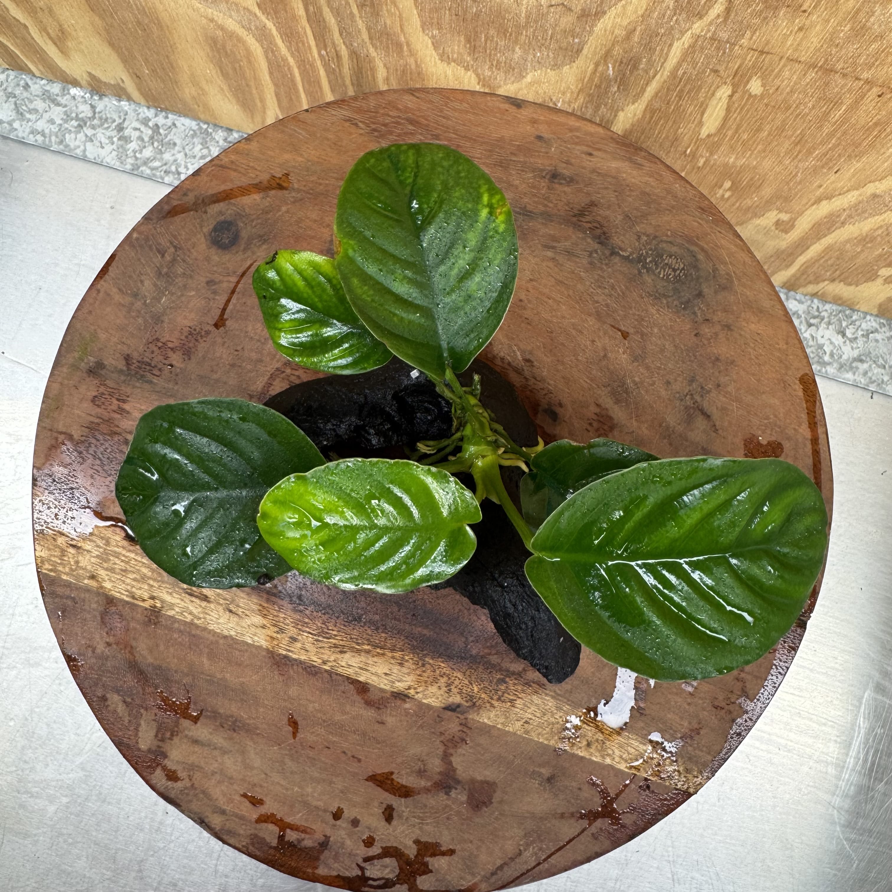 Pisces Enterprises One Only Anubias Jenny on Mini Driftwood Creation - One Only - Beautiful Anubias Jenny on Mini Driftwood Creation - One Only - Beautiful