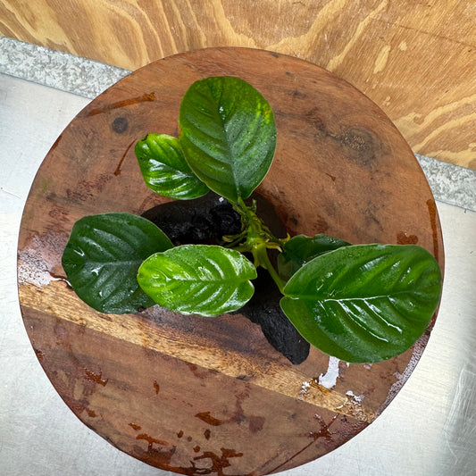 Pisces Enterprises One Only Anubias Jenny on Mini Driftwood Creation - One Only - Beautiful Anubias Jenny on Mini Driftwood Creation - One Only - Beautiful
