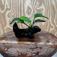 Pisces Enterprises One Only Anubias Jenny on Mini Driftwood Creation - One Only - Beautiful Anubias Jenny on Mini Driftwood Creation - One Only - Beautiful