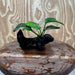 Pisces Enterprises One Only Anubias Jenny on Mini Driftwood Creation - One Only - Beautiful Anubias Jenny on Mini Driftwood Creation - One Only - Beautiful