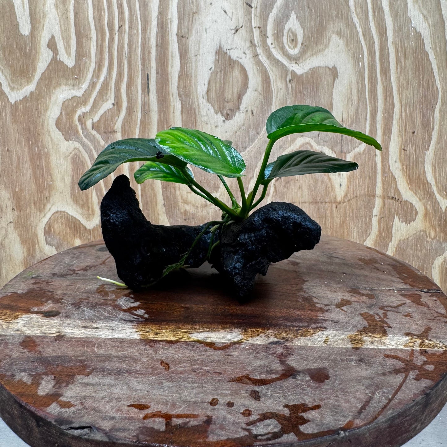 Pisces Enterprises One Only Anubias Jenny on Mini Driftwood Creation - One Only - Beautiful Anubias Jenny on Mini Driftwood Creation - One Only - Beautiful