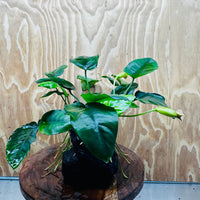 Pisces Enterprises One Only Anubias 'Judy' on Medium Driftwood Creation - One Only - Dramatic Buy Anubias Judy on Medium Driftwood - ONE ONLY - Scapeshop Australia