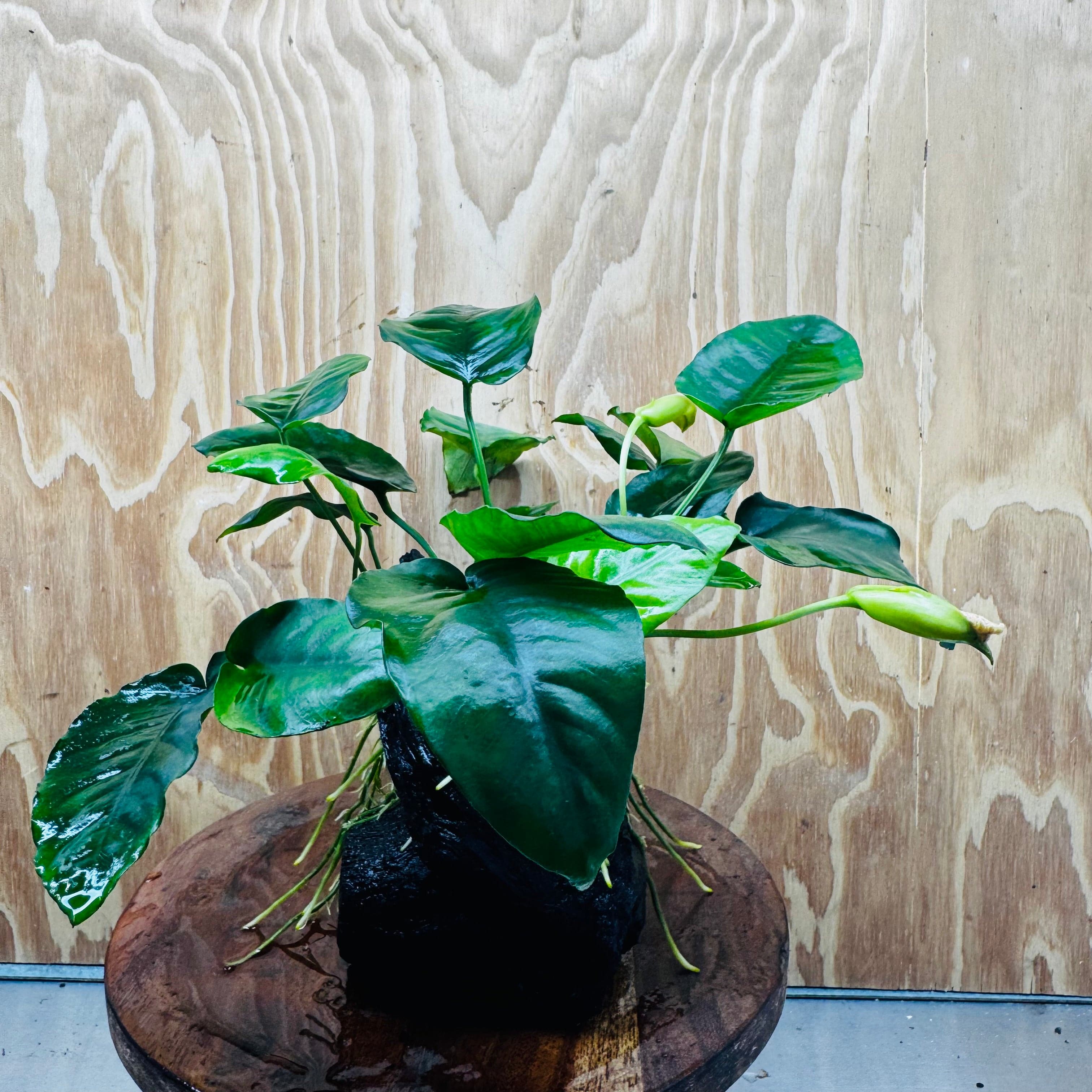 Pisces Enterprises One Only Anubias 'Judy' on Medium Driftwood Creation - One Only - Dramatic Buy Anubias Judy on Medium Driftwood - ONE ONLY - Scapeshop Australia