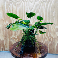 Pisces Enterprises One Only Anubias 'Judy' on Medium Driftwood Creation - One Only - Dramatic Buy Anubias Judy on Medium Driftwood - ONE ONLY - Scapeshop Australia