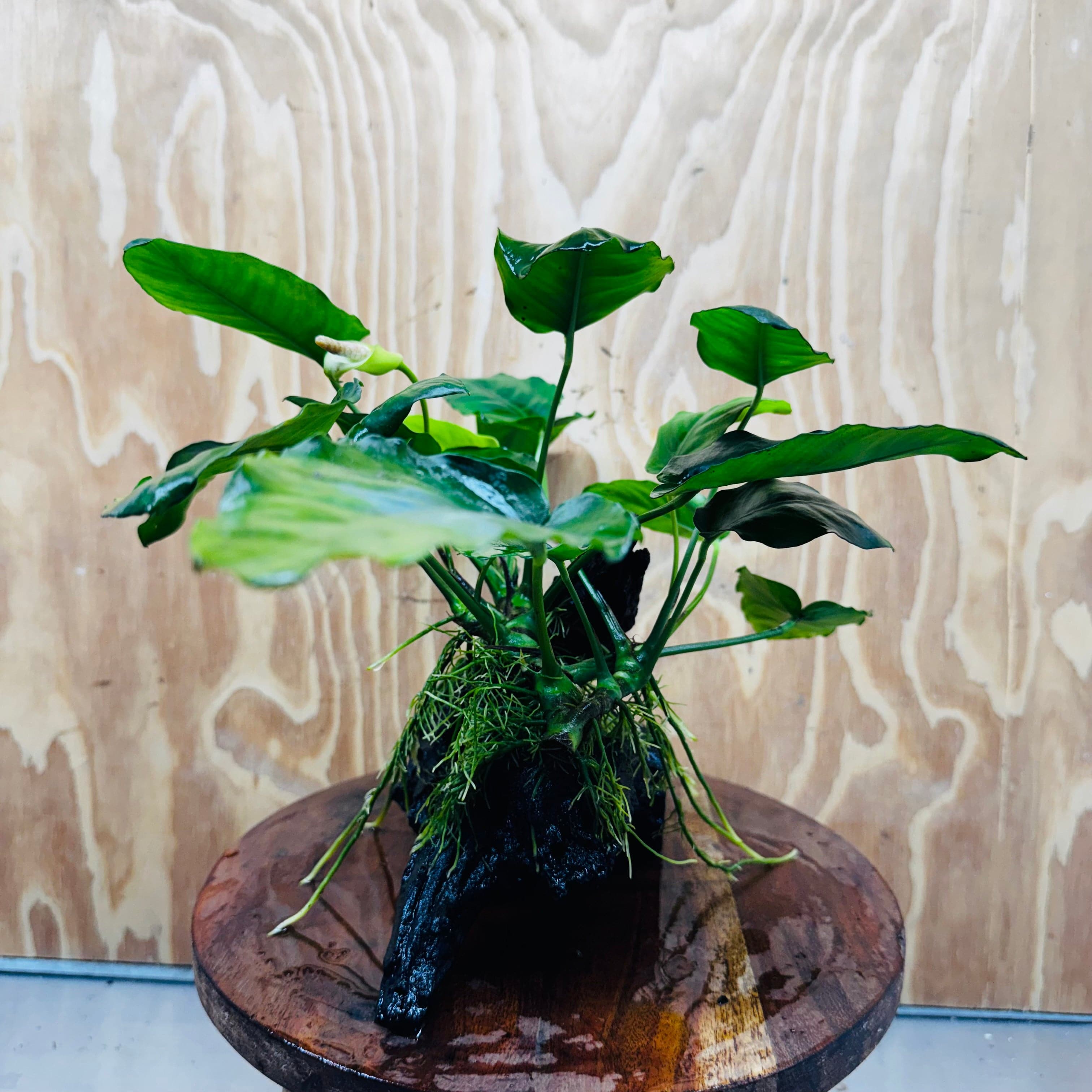 Pisces Enterprises One Only Anubias 'Judy' on Medium Driftwood Creation - One Only - Dramatic Buy Anubias Judy on Medium Driftwood - ONE ONLY - Scapeshop Australia