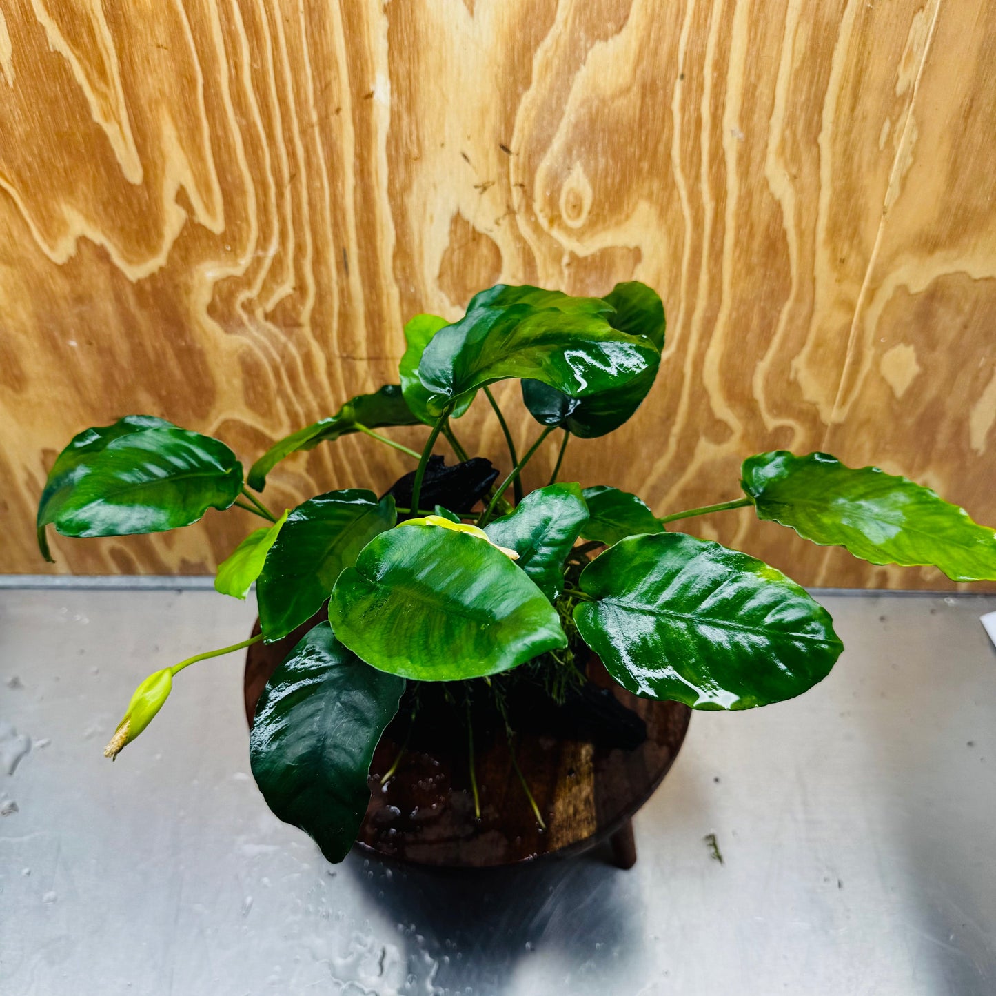 Pisces Enterprises One Only Anubias 'Judy' on Medium Driftwood Creation - One Only - Dramatic Buy Anubias Judy on Medium Driftwood - ONE ONLY - Scapeshop Australia