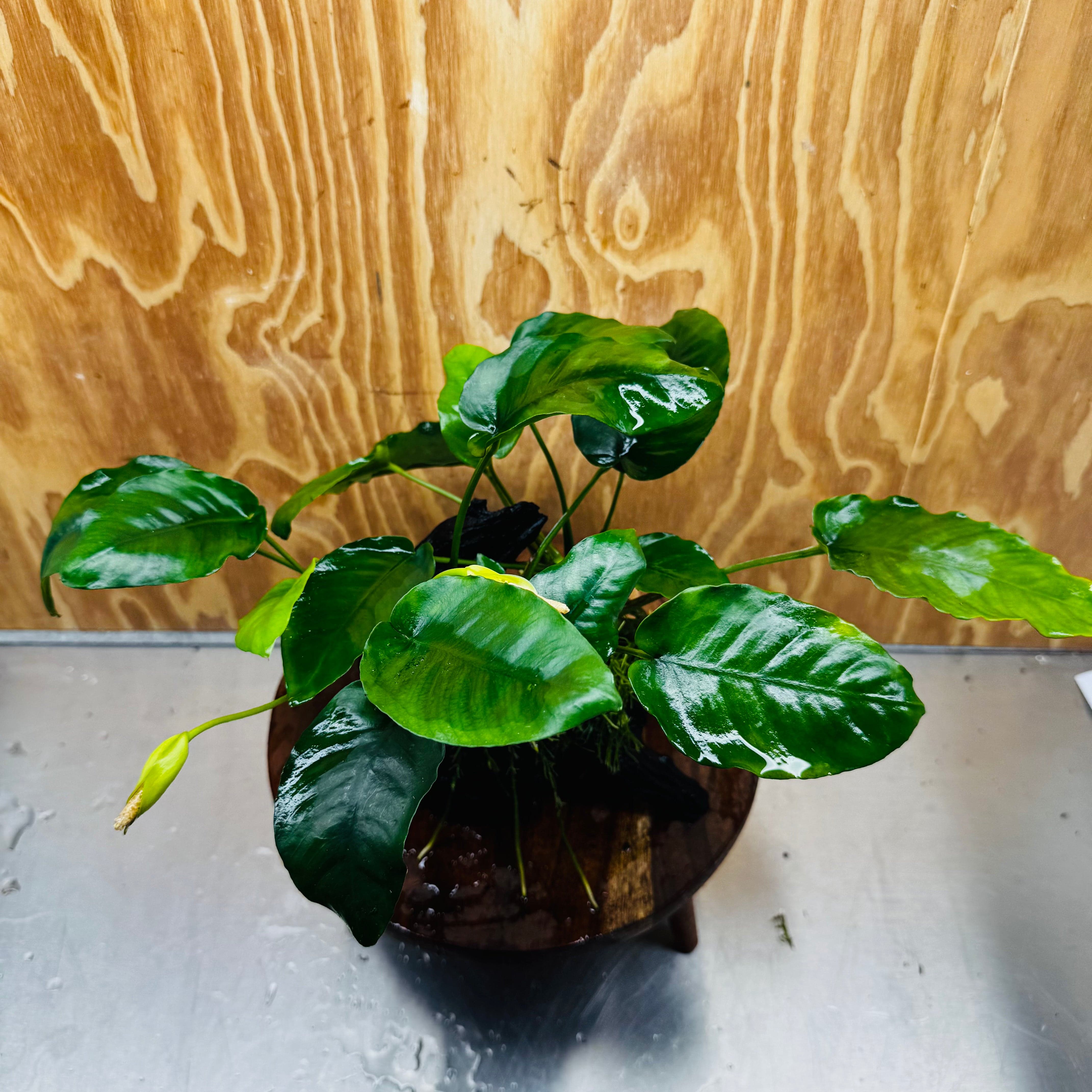 Pisces Enterprises One Only Anubias 'Judy' on Medium Driftwood Creation - One Only - Dramatic Buy Anubias Judy on Medium Driftwood - ONE ONLY - Scapeshop Australia