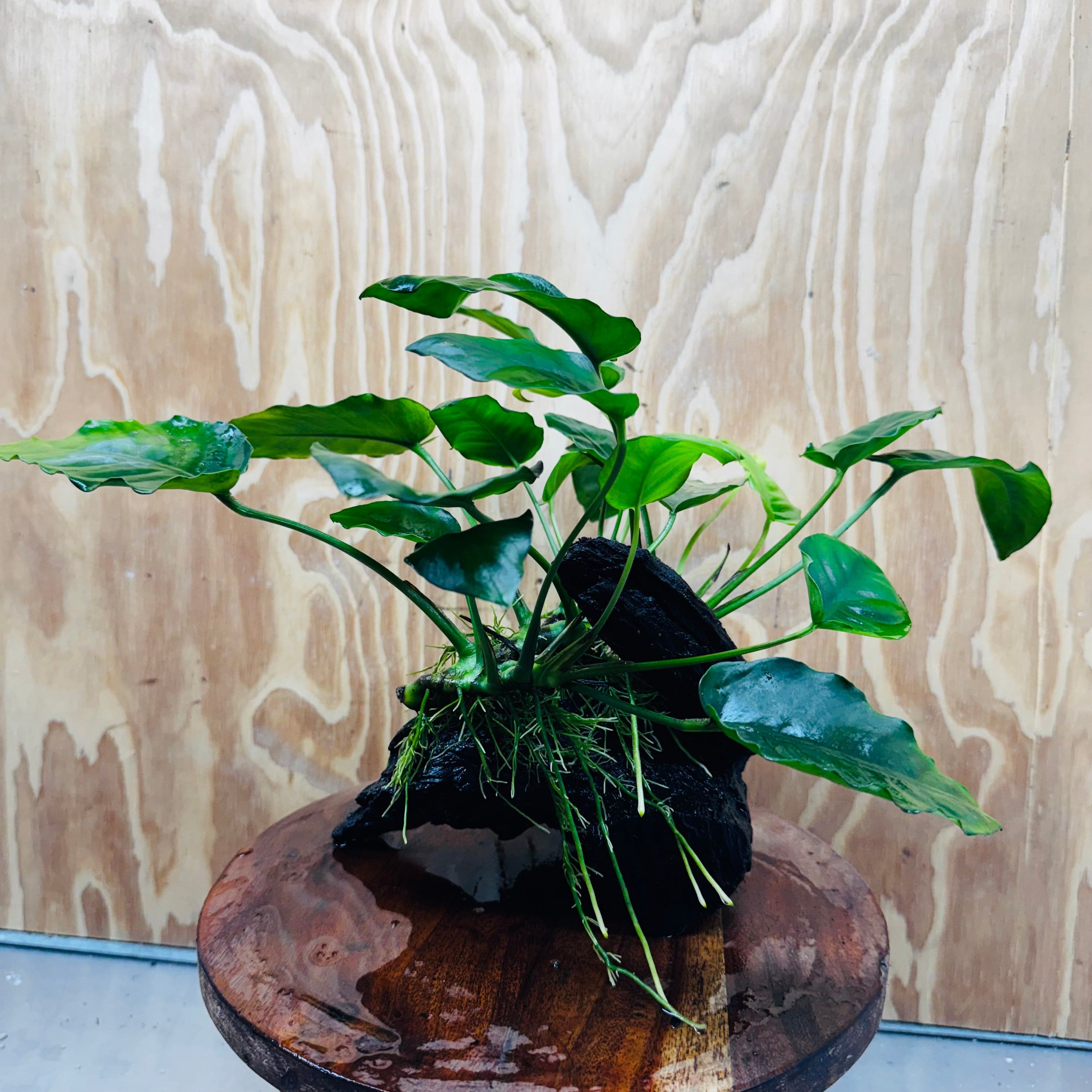 Pisces Enterprises One Only Anubias 'Judy' on Medium Driftwood Creation - One Only - Dramatic Buy Anubias Judy on Medium Driftwood - ONE ONLY - Scapeshop Australia