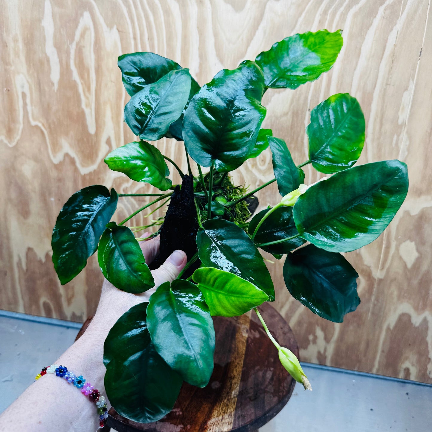 Pisces Enterprises One Only Anubias 'Judy' on Medium Driftwood Creation - One Only - Dramatic Buy Anubias Judy on Medium Driftwood - ONE ONLY - Scapeshop Australia