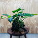 Pisces Enterprises One Only Anubias 'Judy' on Medium Driftwood Creation - One Only - Dramatic Buy Anubias Judy on Medium Driftwood - ONE ONLY - Scapeshop Australia