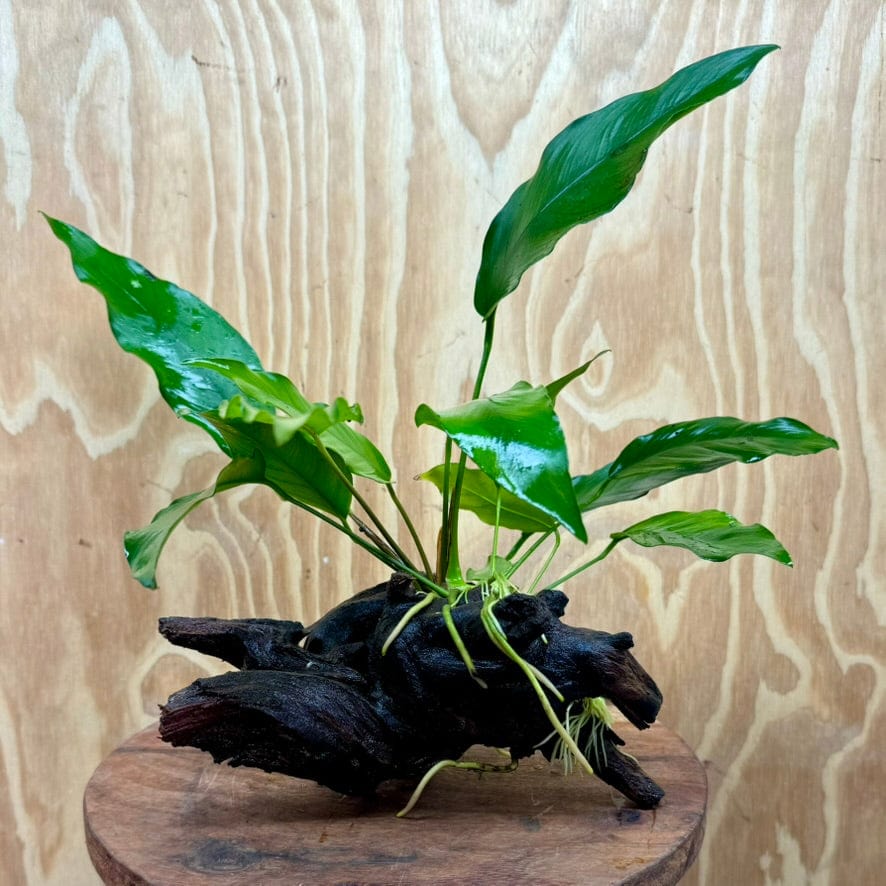 Pisces Enterprises One Only Anubias 'Lisa' on Medium Driftwood Creation - One Only - Graceful Anubias Old Type Afzelli on Medium Driftwood - ONE ONLY - Scapeshop