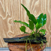 Pisces Enterprises One Only Anubias 'Lisa' on Medium Driftwood Creation - One Only - Graceful Anubias Old Type Afzelli on Medium Driftwood - ONE ONLY - Scapeshop