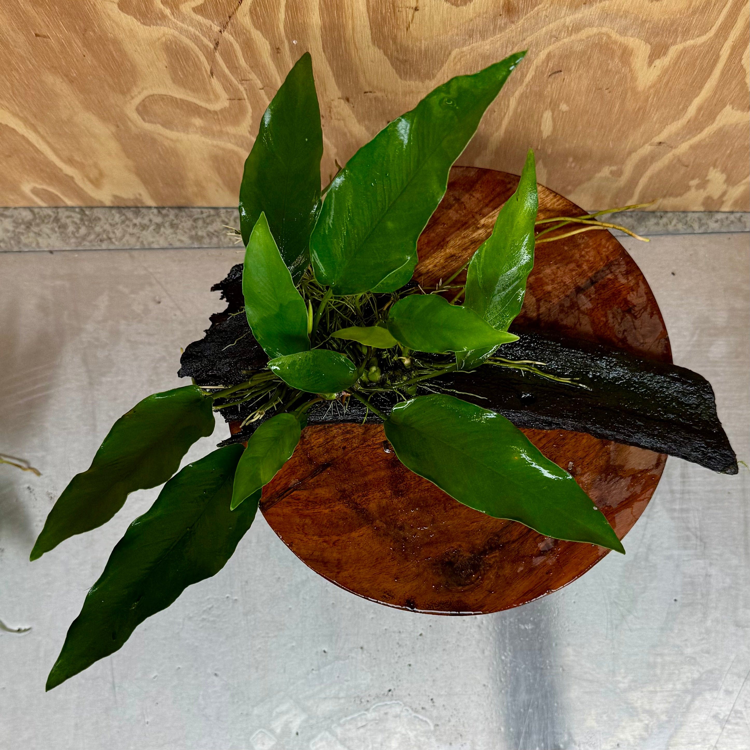 Pisces Enterprises One Only Anubias 'Lisa' on Medium Driftwood Creation - One Only - Graceful Anubias Old Type Afzelli on Medium Driftwood - ONE ONLY - Scapeshop