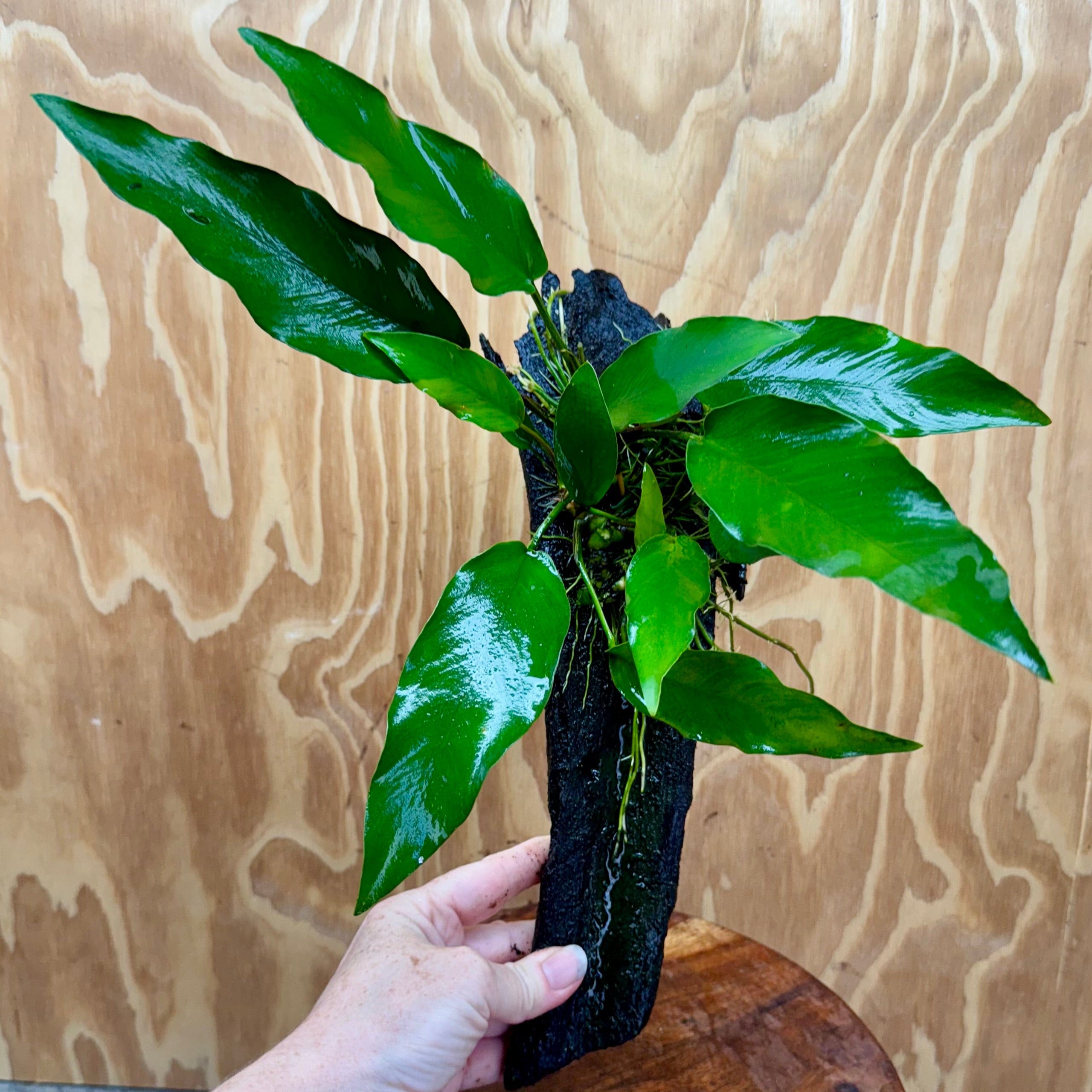 Pisces Enterprises One Only Anubias 'Lisa' on Medium Driftwood Creation - One Only - Graceful Anubias Old Type Afzelli on Medium Driftwood - ONE ONLY - Scapeshop