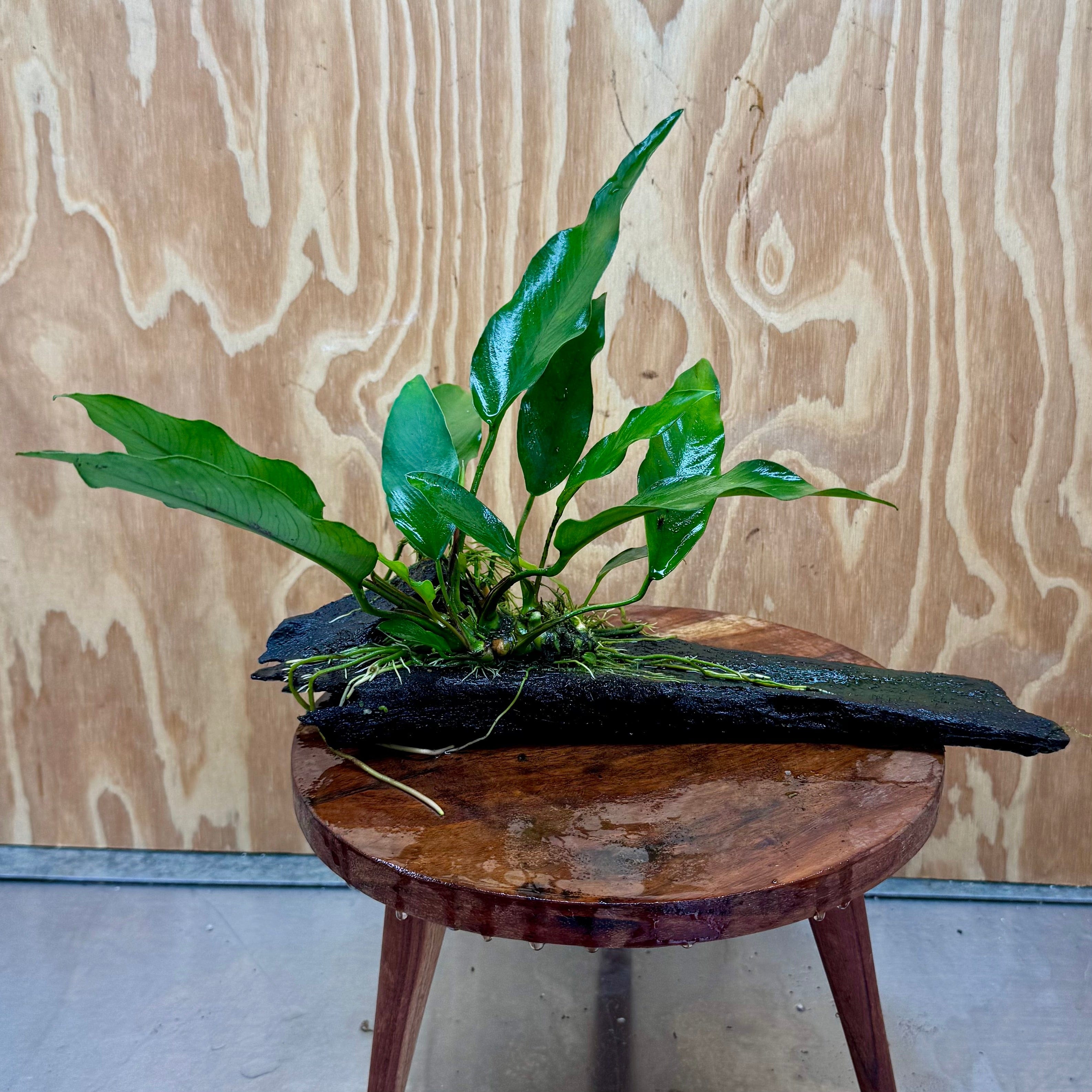 Pisces Enterprises One Only Anubias 'Lisa' on Medium Driftwood Creation - One Only - Graceful Anubias Old Type Afzelli on Medium Driftwood - ONE ONLY - Scapeshop