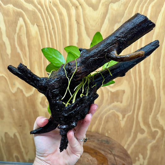 Scapeshop.com.au One Only Anubias Lucy on Medium Driftwood Creation - One Only - Happy Anubias Nana on Medium Driftwood - One Only - Aquarium Plants Australia