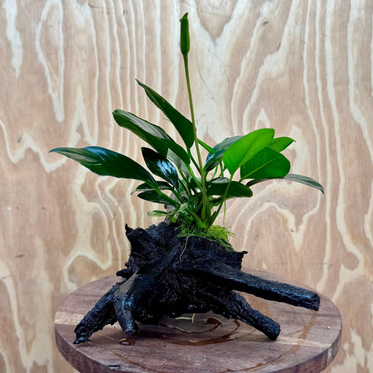 Scapeshop.com.au One Only Anubias Lucy on Medium Driftwood Creation - One Only - Happy Anubias Nana on Medium Driftwood - One Only - Aquarium Plants Australia