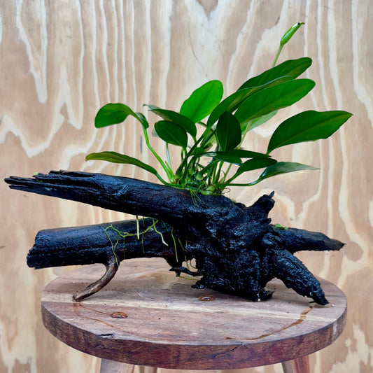 Scapeshop.com.au One Only Anubias Lucy on Medium Driftwood Creation - One Only - Happy Anubias Nana on Medium Driftwood - One Only - Aquarium Plants Australia