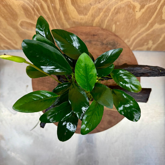 Scapeshop.com.au One Only Anubias Lucy on Medium Driftwood Creation - One Only - Happy Anubias Nana on Medium Driftwood - One Only - Aquarium Plants Australia