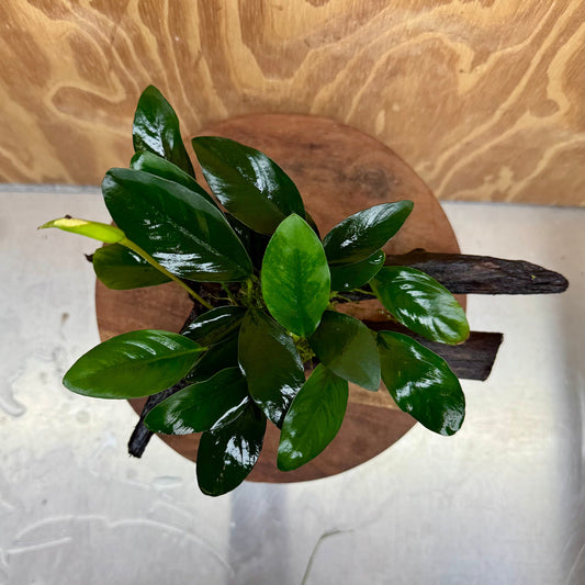 Scapeshop.com.au One Only Anubias Lucy on Medium Driftwood Creation - One Only - Happy Anubias Nana on Medium Driftwood - One Only - Aquarium Plants Australia