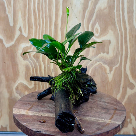 Scapeshop.com.au One Only Anubias Lucy on Medium Driftwood Creation - One Only - Happy Anubias Nana on Medium Driftwood - One Only - Aquarium Plants Australia