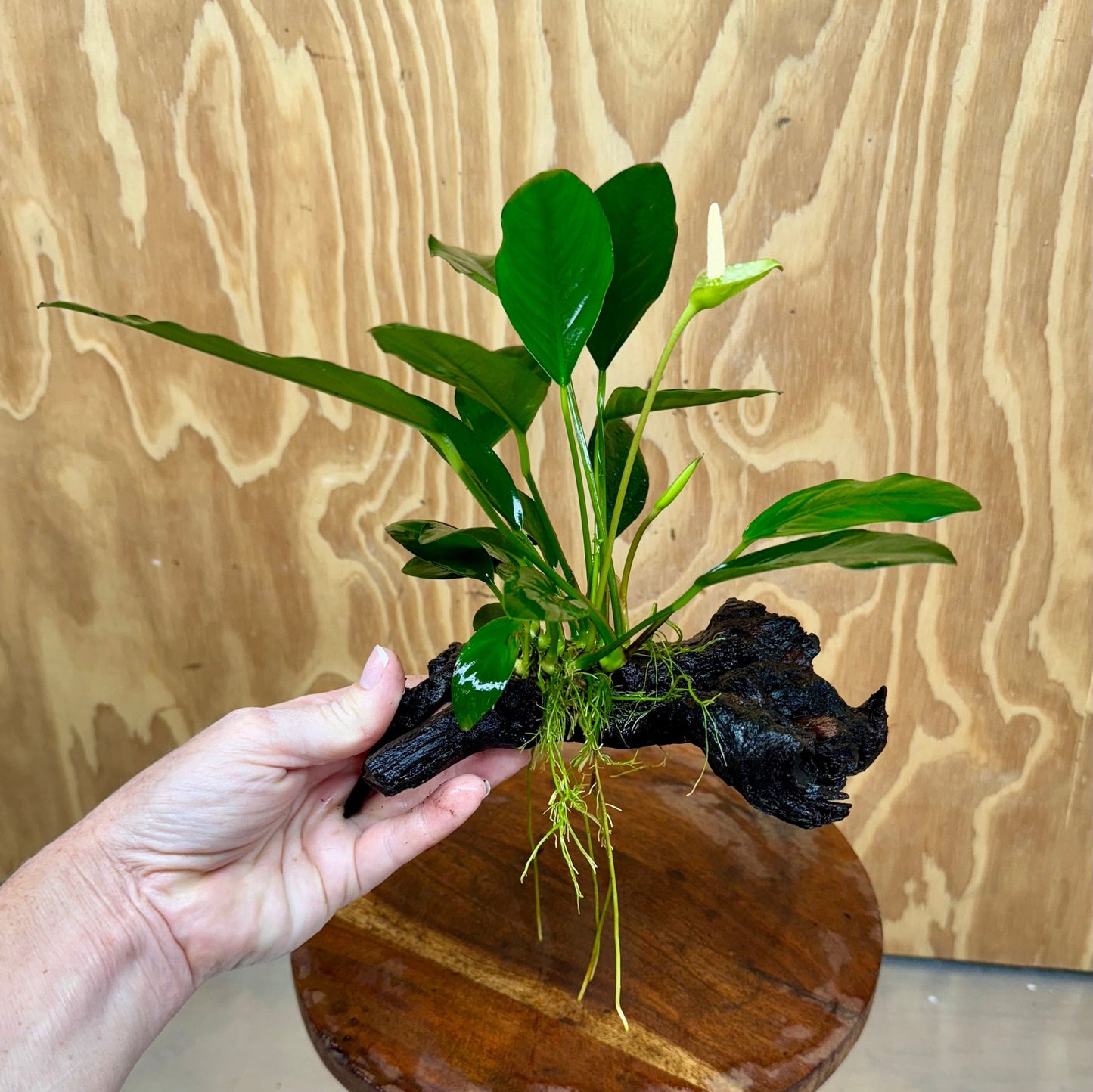 Scapeshop.com.au One Only Anubias Lucy on Medium Driftwood Creation - One Only - Happy Anubias Nana on Medium Driftwood - One Only - Aquarium Plants Australia