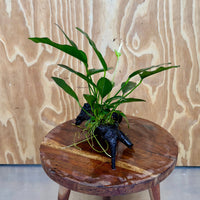 Scapeshop.com.au One Only Anubias Lucy on Medium Driftwood Creation - One Only - Happy Anubias Nana on Medium Driftwood - One Only - Aquarium Plants Australia