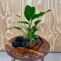 Scapeshop.com.au One Only Anubias Lucy on Medium Driftwood Creation - One Only - Happy Anubias Nana on Medium Driftwood - One Only - Aquarium Plants Australia