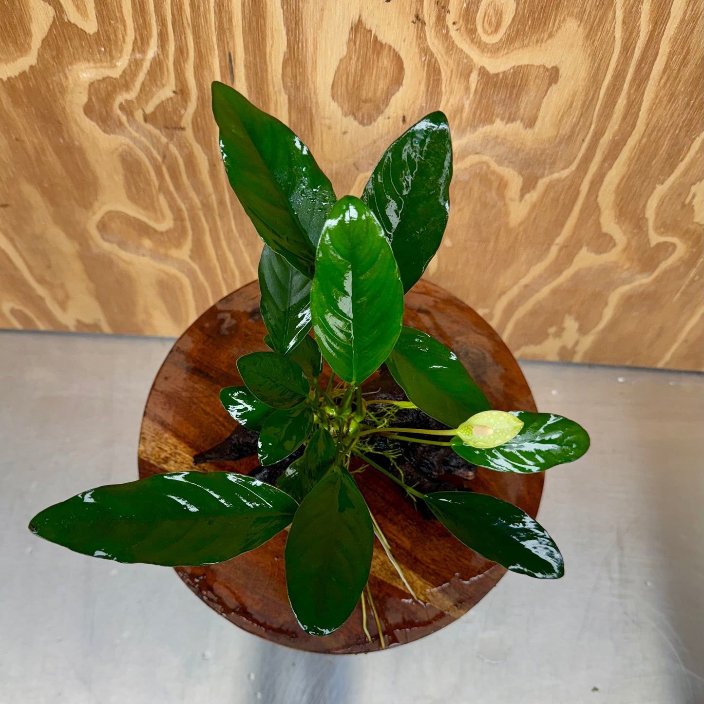 Scapeshop.com.au One Only Anubias Lucy on Medium Driftwood Creation - One Only - Happy Anubias Nana on Medium Driftwood - One Only - Aquarium Plants Australia