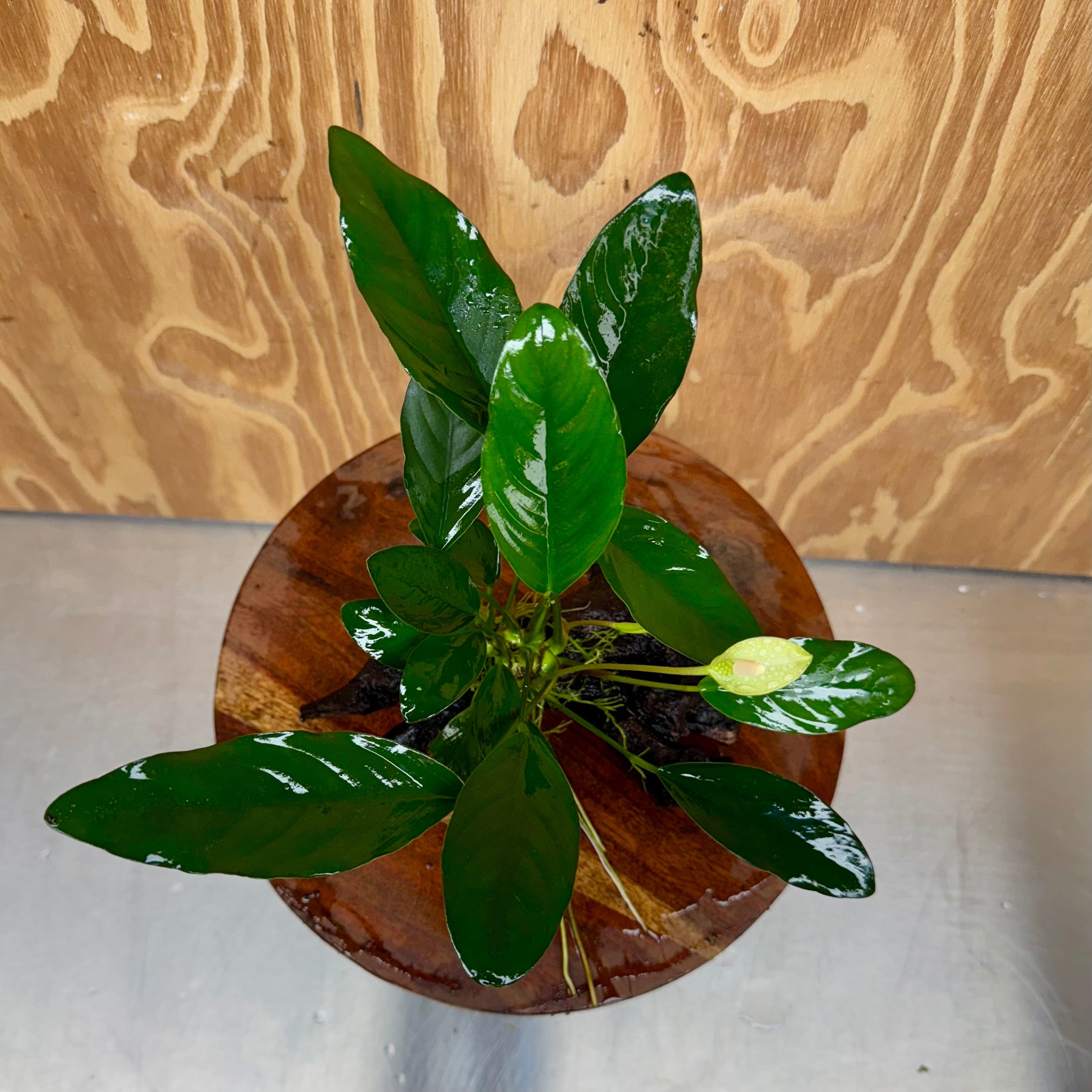 Scapeshop.com.au One Only Anubias Lucy on Medium Driftwood Creation - One Only - Happy Anubias Nana on Medium Driftwood - One Only - Aquarium Plants Australia