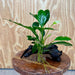 Scapeshop.com.au One Only Anubias Lucy on Medium Driftwood Creation - One Only - Happy Anubias Nana on Medium Driftwood - One Only - Aquarium Plants Australia