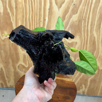 Scapeshop.com.au One Only Anubias Lucy on Medium Driftwood Creation - One Only - Happy Anubias Nana on Medium Driftwood - One Only - Aquarium Plants Australia