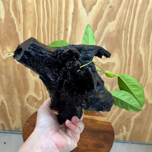 Scapeshop.com.au One Only Anubias Lucy on Medium Driftwood Creation - One Only - Happy Anubias Nana on Medium Driftwood - One Only - Aquarium Plants Australia
