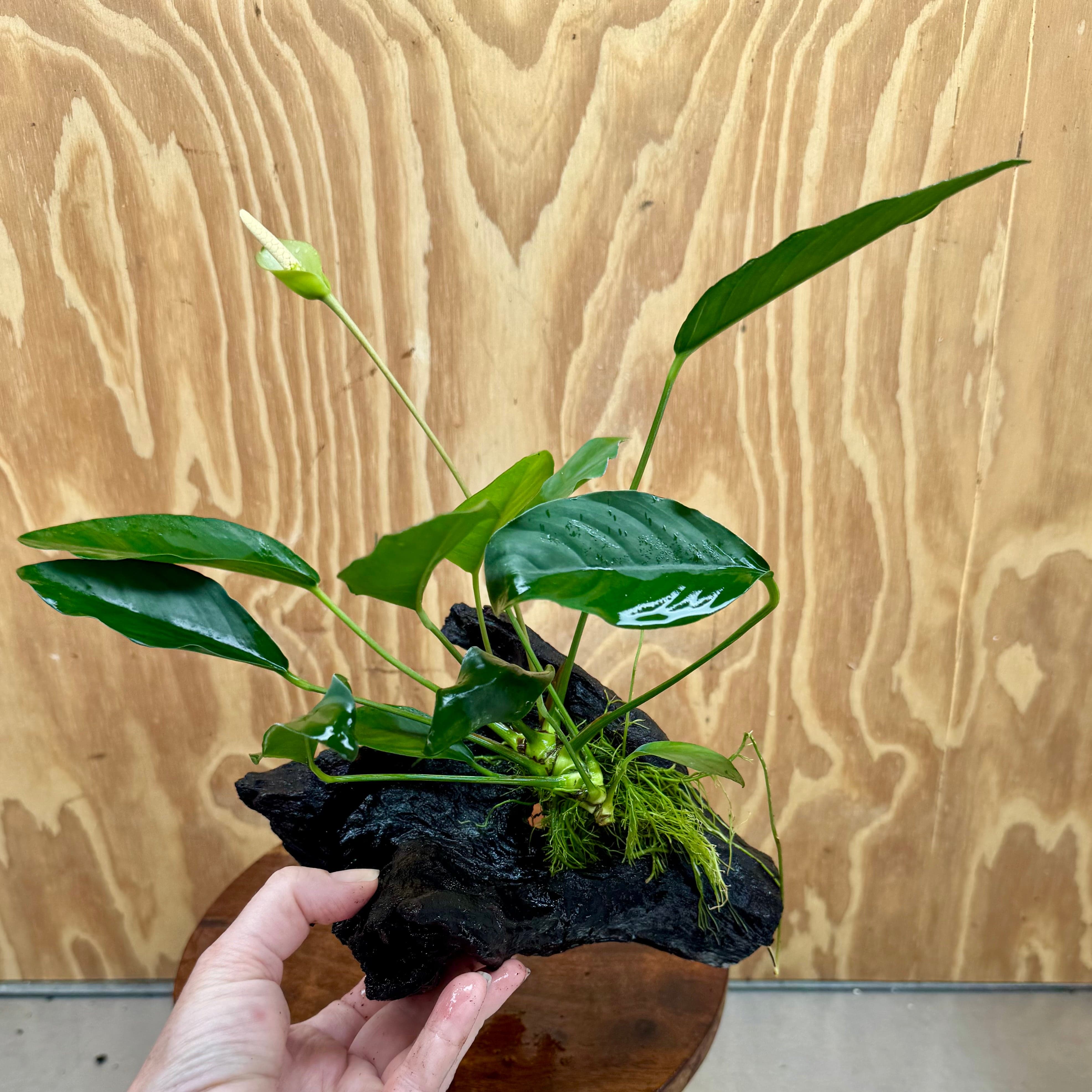 Scapeshop.com.au One Only Anubias Lucy on Medium Driftwood Creation - One Only - Happy Anubias Nana on Medium Driftwood - One Only - Aquarium Plants Australia