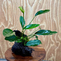 Scapeshop.com.au One Only Anubias Lucy on Medium Driftwood Creation - One Only - Happy Anubias Nana on Medium Driftwood - One Only - Aquarium Plants Australia