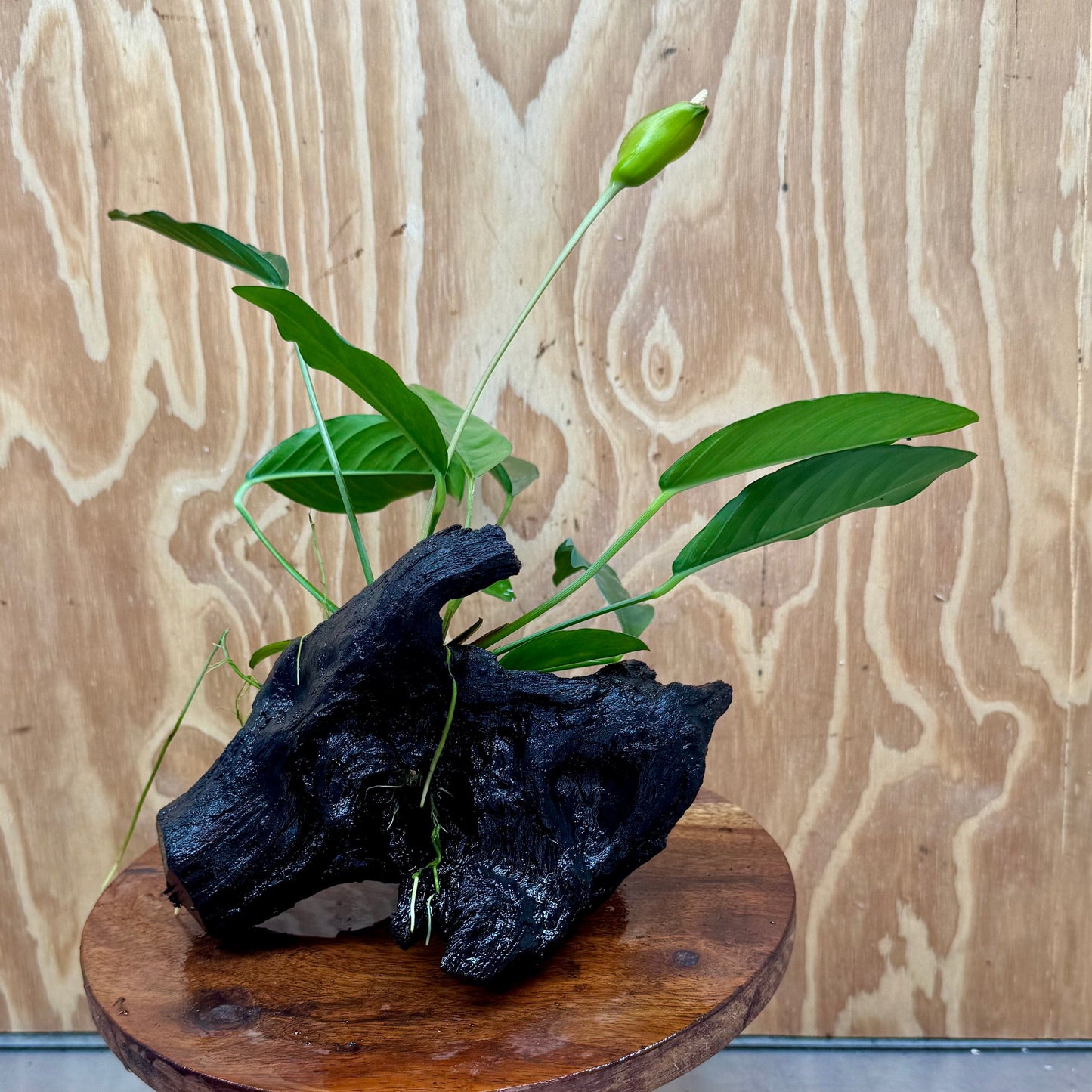 Scapeshop.com.au One Only Anubias Lucy on Medium Driftwood Creation - One Only - Happy Anubias Nana on Medium Driftwood - One Only - Aquarium Plants Australia