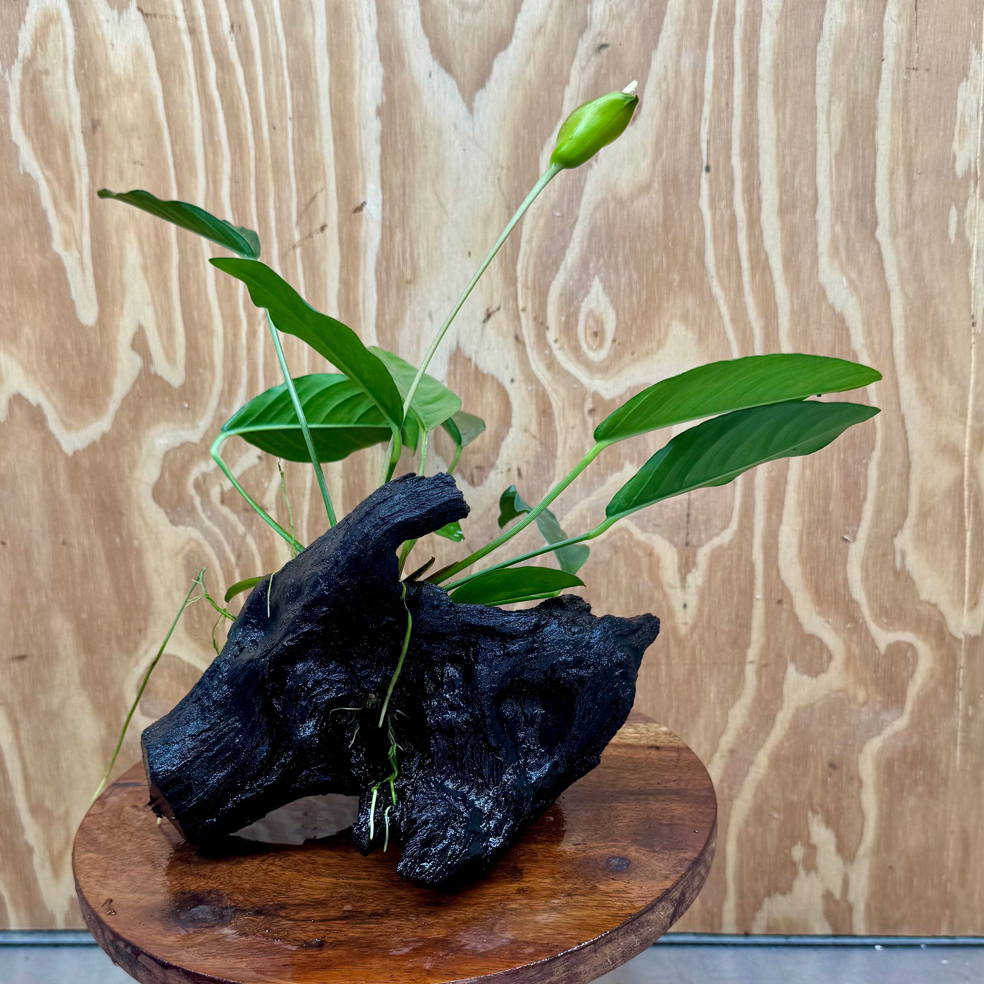 Scapeshop.com.au One Only Anubias Lucy on Medium Driftwood Creation - One Only - Happy Anubias Nana on Medium Driftwood - One Only - Aquarium Plants Australia