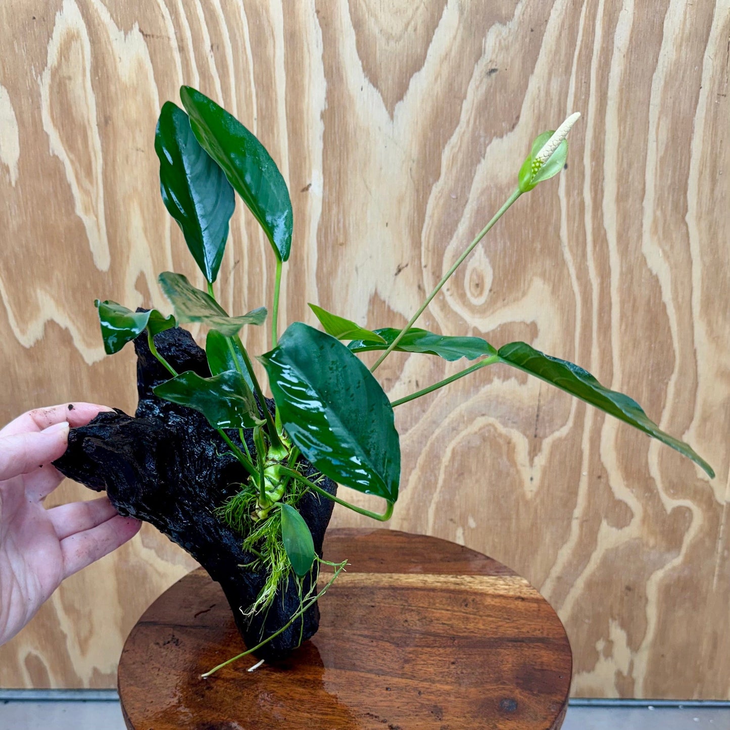 Scapeshop.com.au One Only Anubias Lucy on Medium Driftwood Creation - One Only - Happy Anubias Nana on Medium Driftwood - One Only - Aquarium Plants Australia